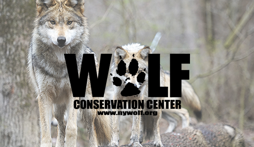 Wolf Conservation Center Partner Page Photo